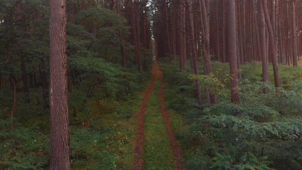 Path in dark forest