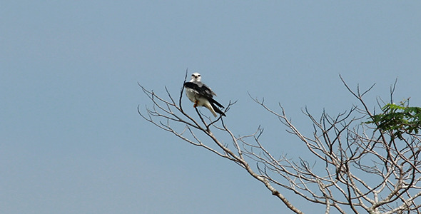Black Shouldered Kite (Elanus axillaris) 03
