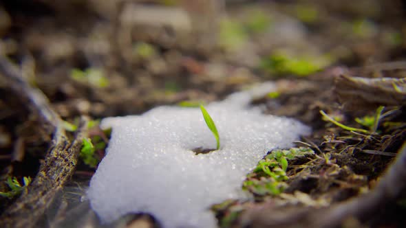 Snow melting timelapse. Timelapse of snowy green grass.