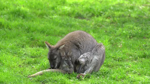 Mother and little kangaroo