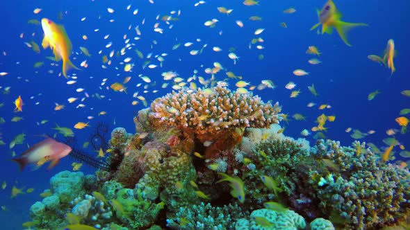 Tropical Underwater Blue Green Fish