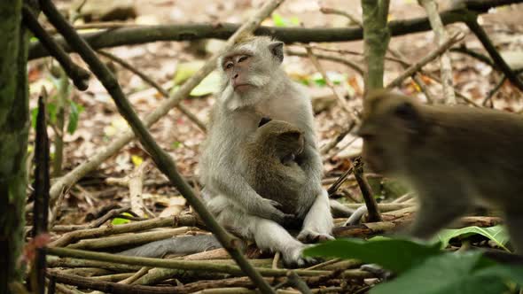 Monkeys in the Forest in Bali.