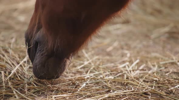 Close up of a brown horse eating hay