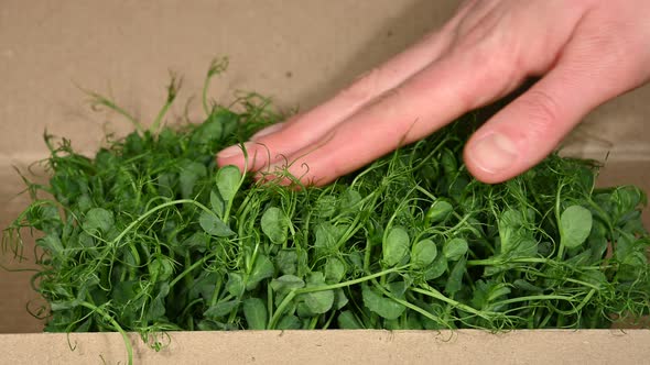 Open box of fresh green peas microgreen