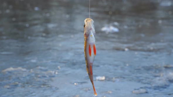 A Perch Hangs on a Hook Above an Ice Hole