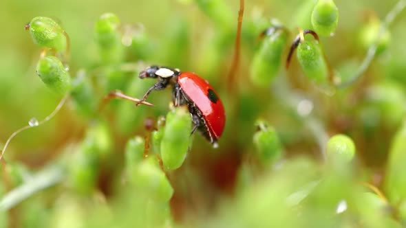 Close-up Wildlife of a Ladybug in the Green Grass in the Forest