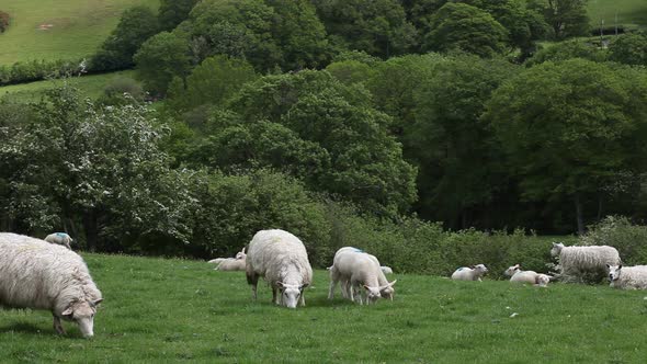 Sheep with lambs in Wales. UK