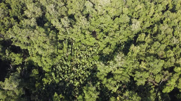 Aerial view look down mangrove tropical