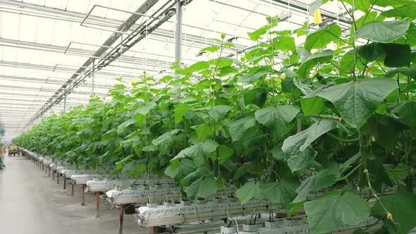 Greenhouse with Fresh Ripe Cucumber