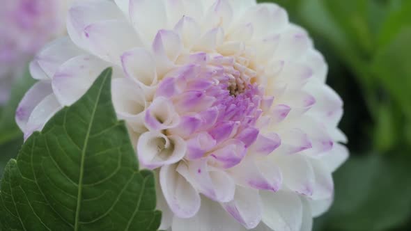 Big White Dahlia 