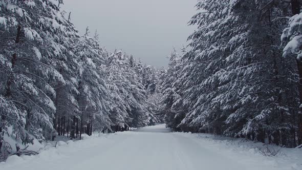 Snowy forest and road landscape.