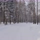 Snowfall in the Winter Forest. - VideoHive Item for Sale