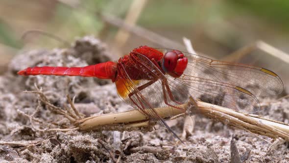 Red Dragonfly Close-up. Dragonfly Sitting on the Sand at a Branch of the River.