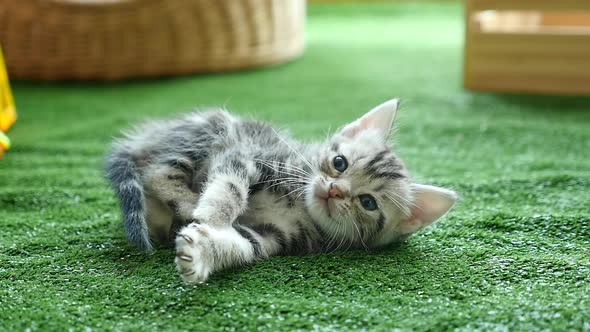 Cute American Short Hair Kitten Lying On Green Grass