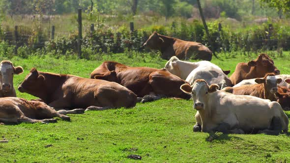 cow herd laying down in heat panning 4k