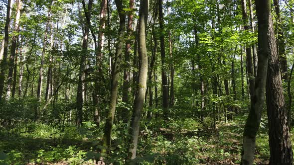 Forest with Trees on a Summer Day Slow Motion