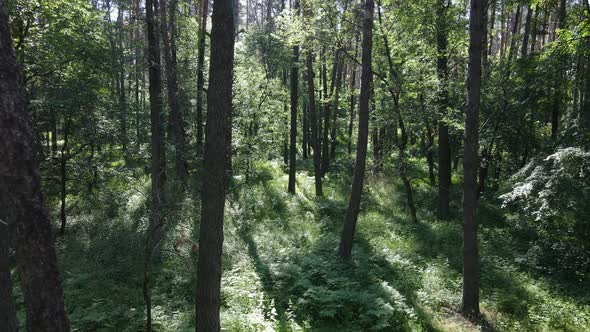 Beautiful Green Forest on a Summer Day Slow Motion