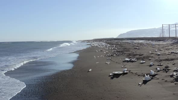 Diamond Beach at Glacier Lagoon in Iceland a Black Sand Beach with Scattered Ice