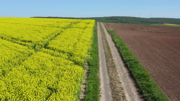 Aerial view of blooming oilseed rape field at road in spring, Germany