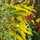 A Butterfly Eats Nectar On Goldenrod Flowers - VideoHive Item for Sale