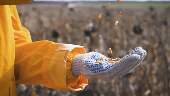 A Farmer Holds Seed Corn in His Hands. Grains Falling in Slow Motion. Good Harvest Concept.