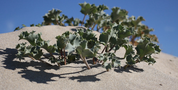 Plant On The Beach 01