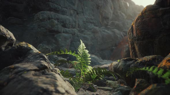 Lava Stone Field with Dead Trees and Plants