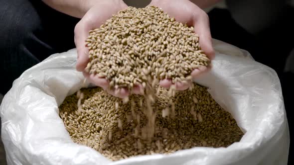 Close-up Shot of a Brewer Holding Wheat Barley in a Hands for Beer Brewing.