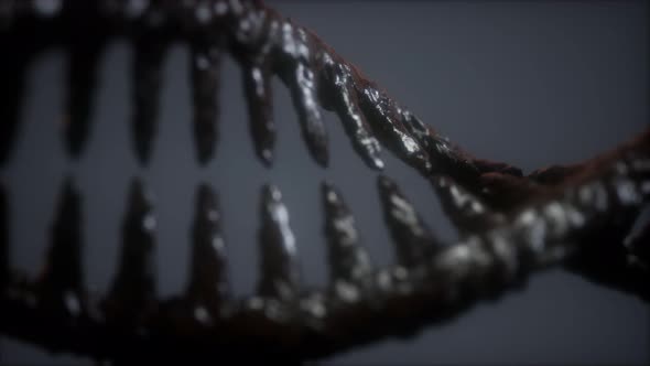 DNA Molecule on the Grey Background