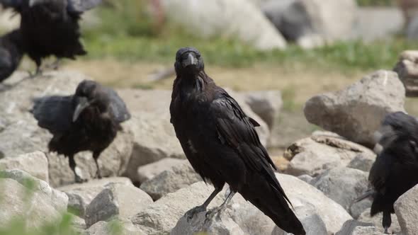 Ravens sitting on rocks