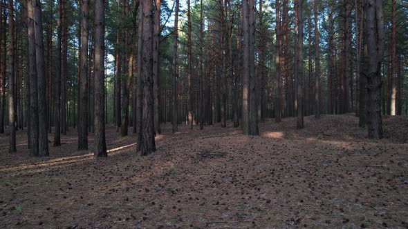 Through The Pine Forest Slowly