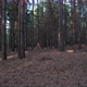 Through The Pine Forest Slowly - VideoHive Item for Sale