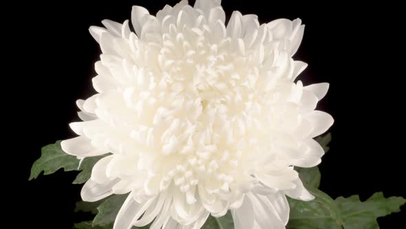 Beautiful White Chrysanthemum Flower Opening