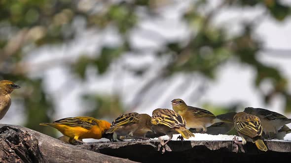 Northern Masked Weavers, Ploceus taeniopterus, group at the Feeder, in flight