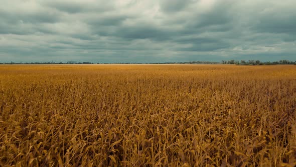 Aerial Footage Drone Flight Over Yellow Field of Corn in Ukraine Rural Agricultural Countryside