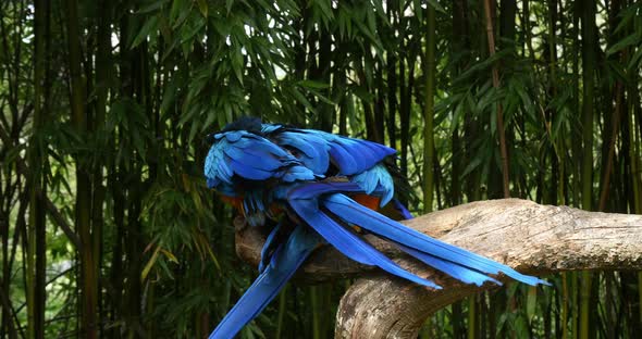 Blue-and-yellow Macaw, ara ararauna, Pair Mating, Reel Time 4K