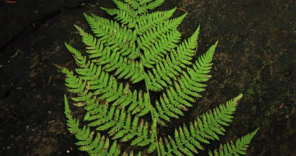 Nature's Perfection Shooting, Fern Leaf Close Up