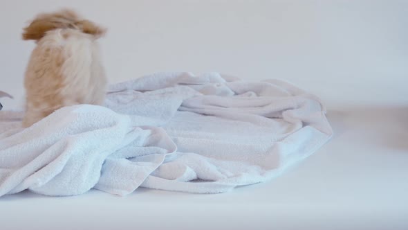 Puppy Playing on a Towel After Bathing on a White Background