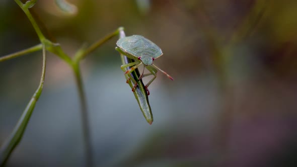 Extreme macro of green true bug resting on plants in nature during spring season - 4K cinematic pror