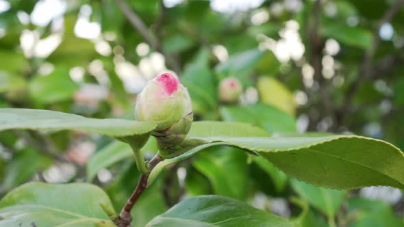 Beautiful bud of pink flower close-up on a branch of a bush in the park