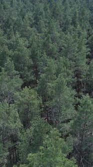 Vertical Video of Pine Forest Aerial View Slow Motion