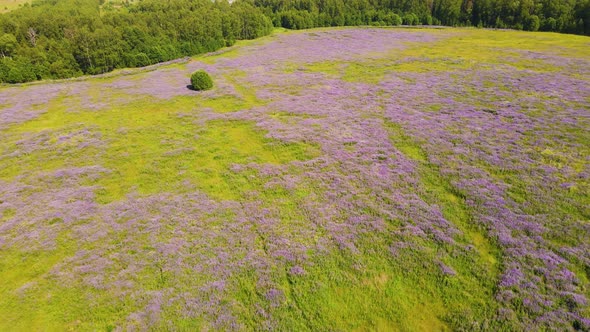 Beautiful Field with Purple Lupine Flowers Bird'seye View