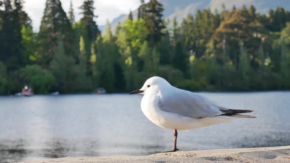 A seagull stand on pier at Lake Wakatipu, Queenstown