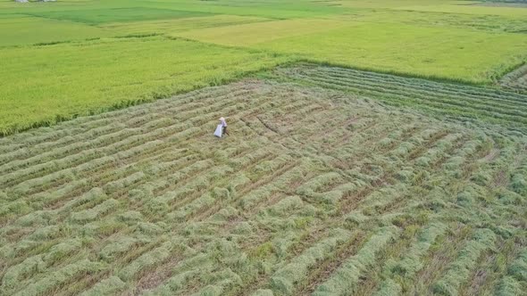 Drone Shows Growing Plant Lines and Working Farmer