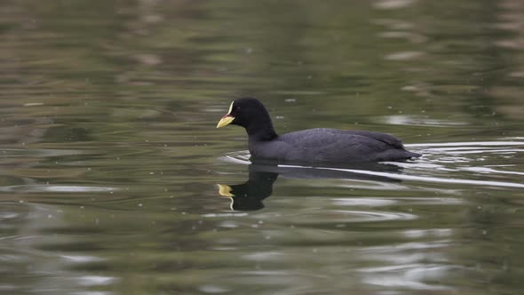 A red gartered coot, fulica armillata swim across the lake, creating ripples in its wake on a tranqu