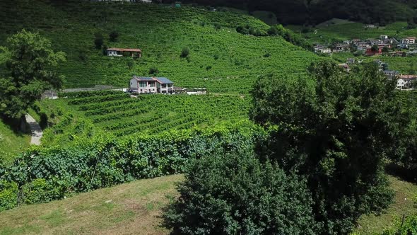 Vineyards with rural houses in Italy during a sunny summer day. Aerial drone shot emotional of the g