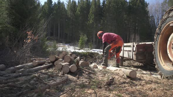 Logger Cutting Tree Trunks With A Chainsaw In The Forest Beside The Chained Wheel Of A Tractor. - wi