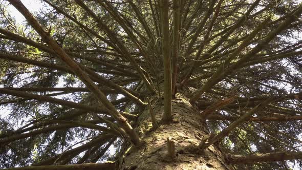 Tree Trunk Below Up