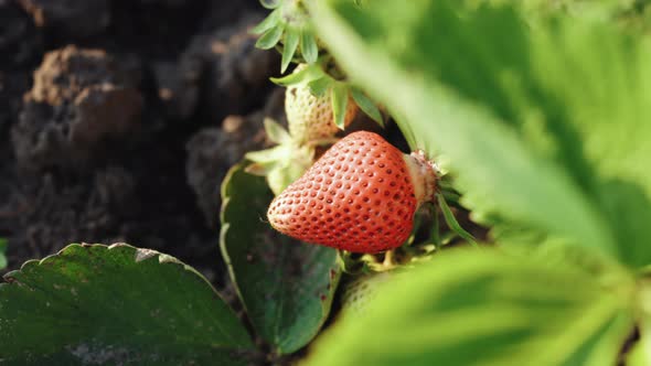 Juicy Ripe Red Strawberries on the Field Summer Berries