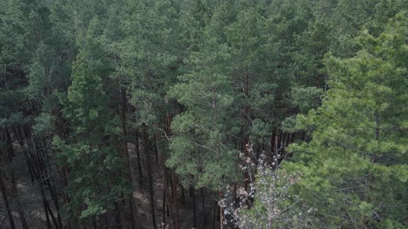 Pine Forest in the Afternoon Aerial View Slow Motion